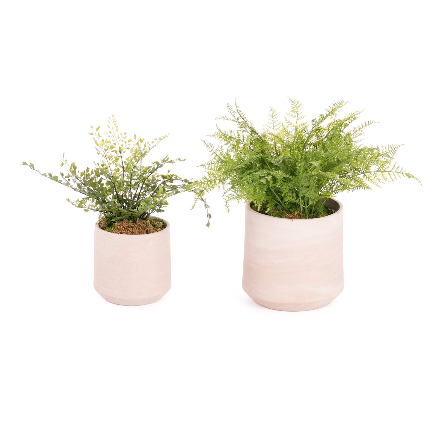 Lorenzo Pot