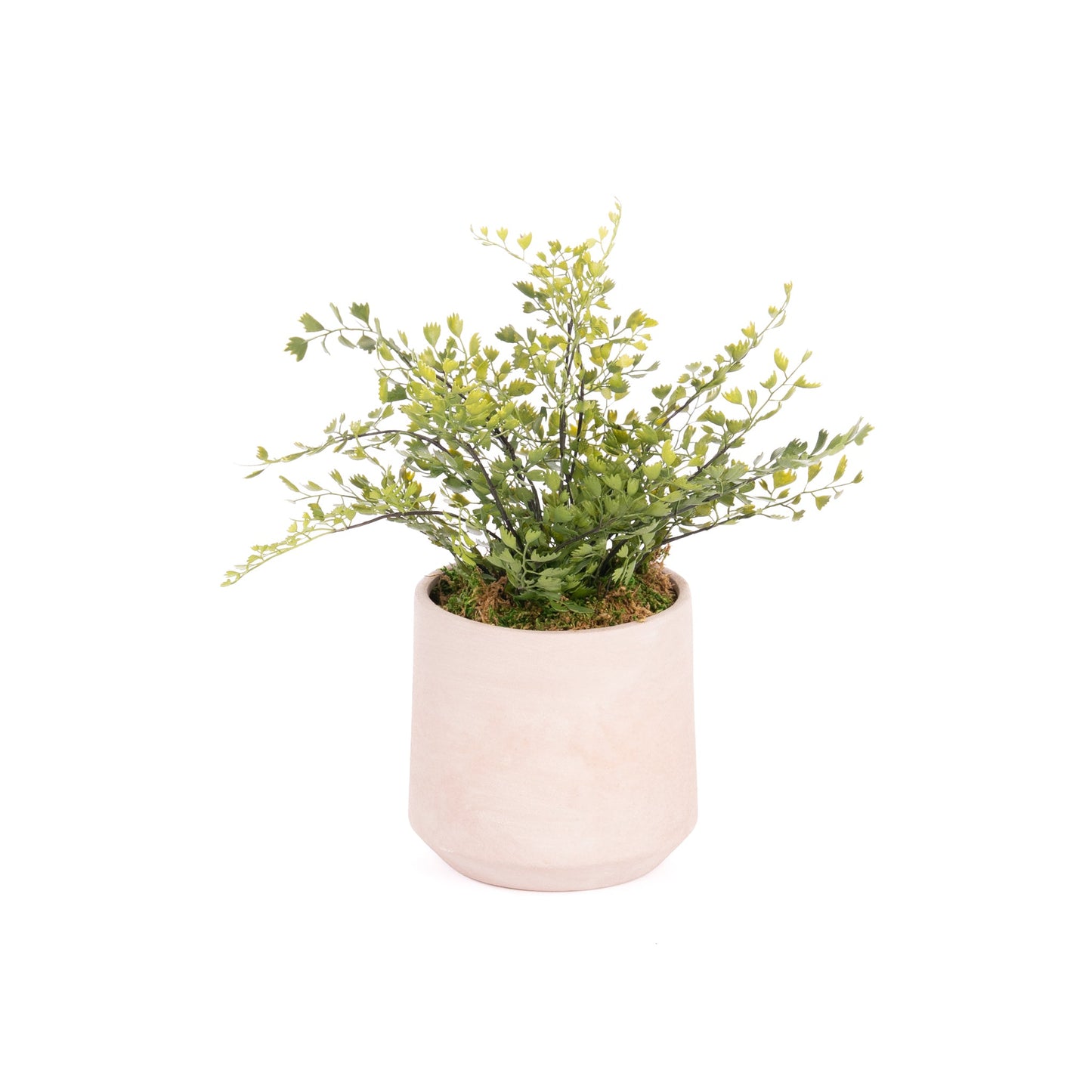 Lorenzo Pot