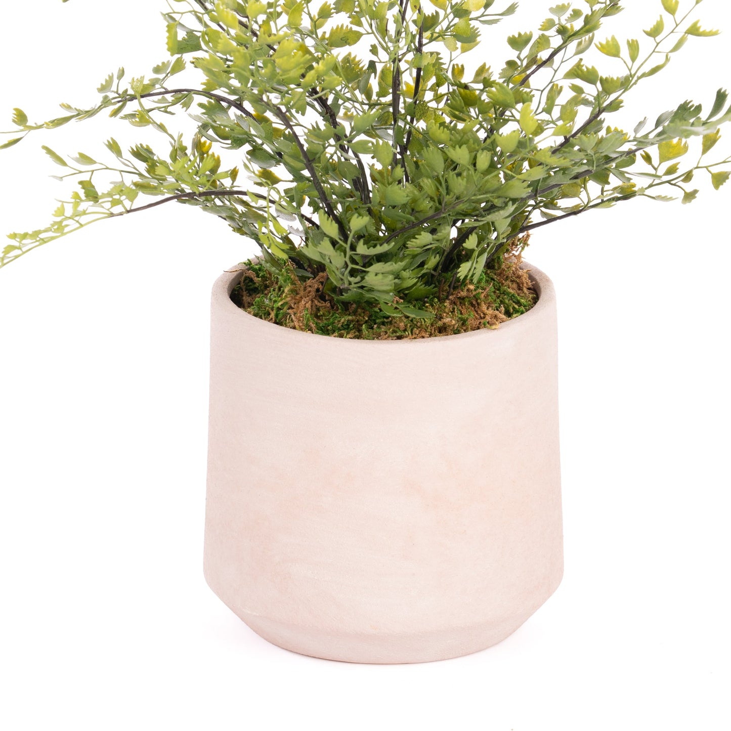 Lorenzo Pot