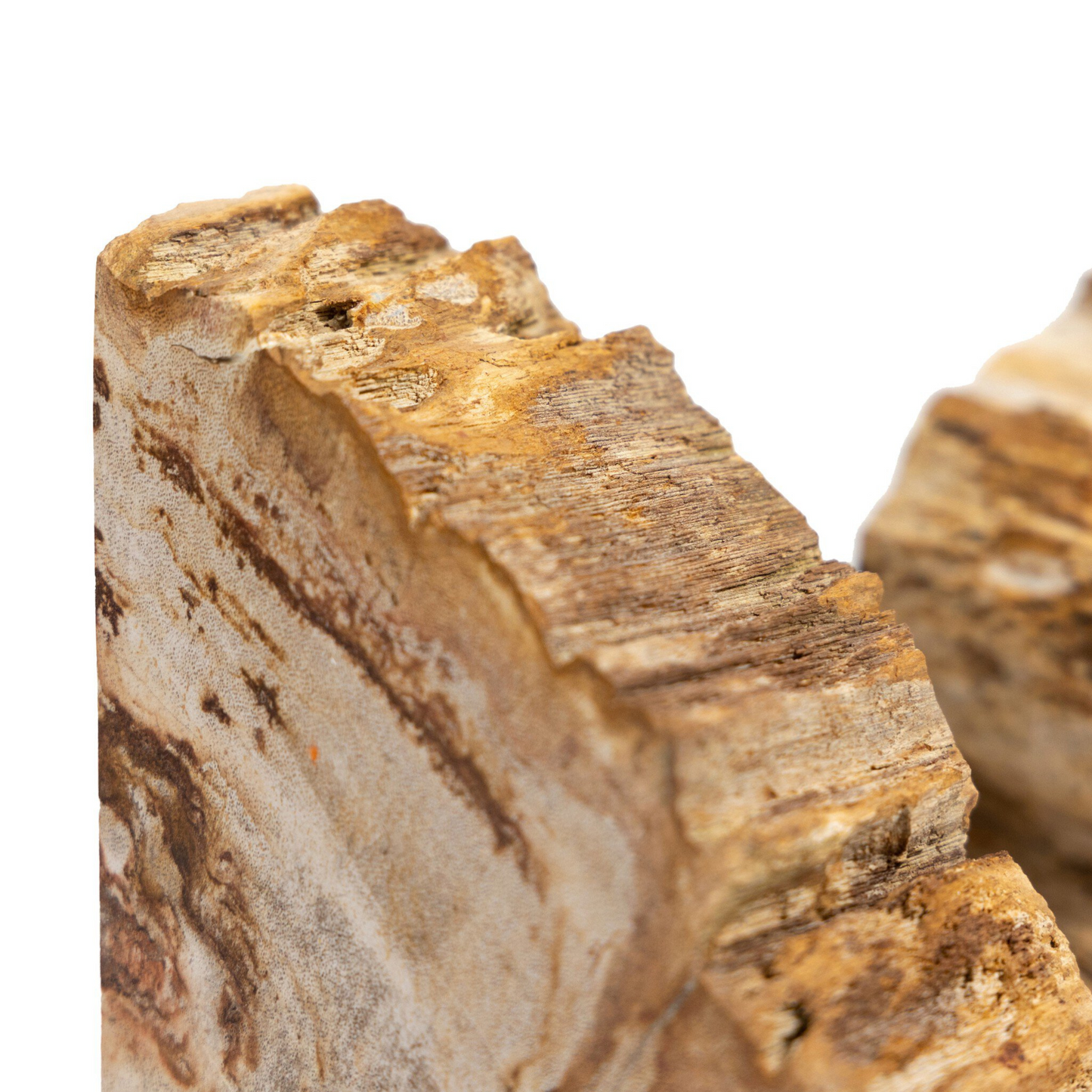 Fermalibri in legno pietrificato Zana