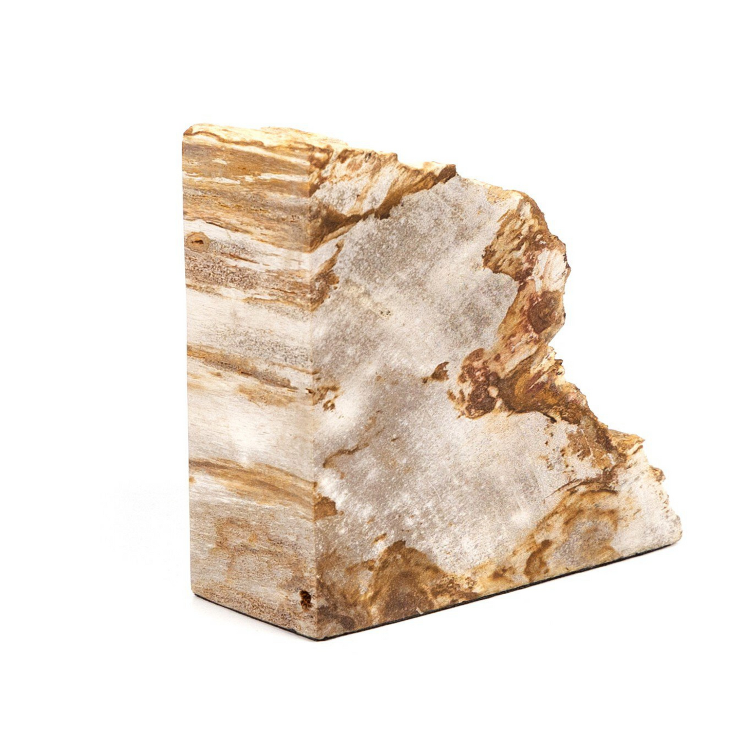 Fermalibri in legno pietrificato Zana