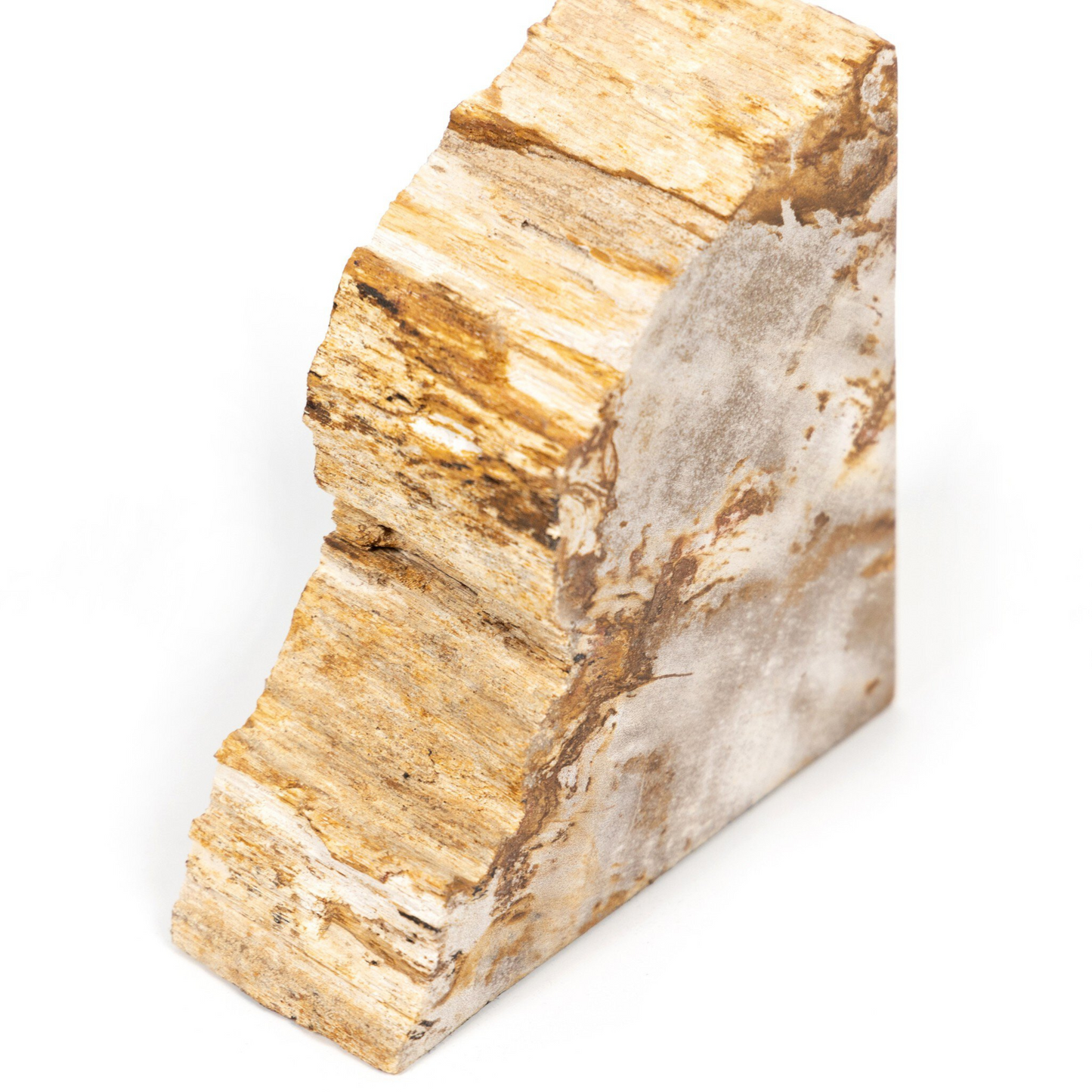 Fermalibri in legno pietrificato Zana
