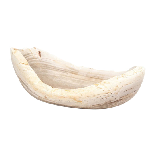Ciotola di legno pietrificato di Leda