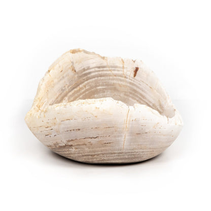 Ciotola di legno pietrificato di Leda