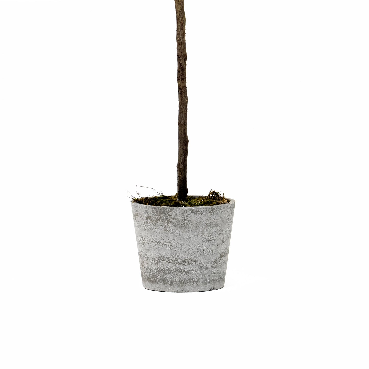 Acero 84 in vaso