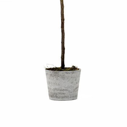 Acero 84 in vaso