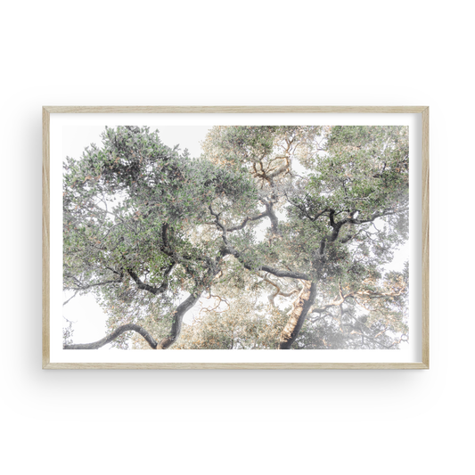 Oak Canopy di Caroline Pacula