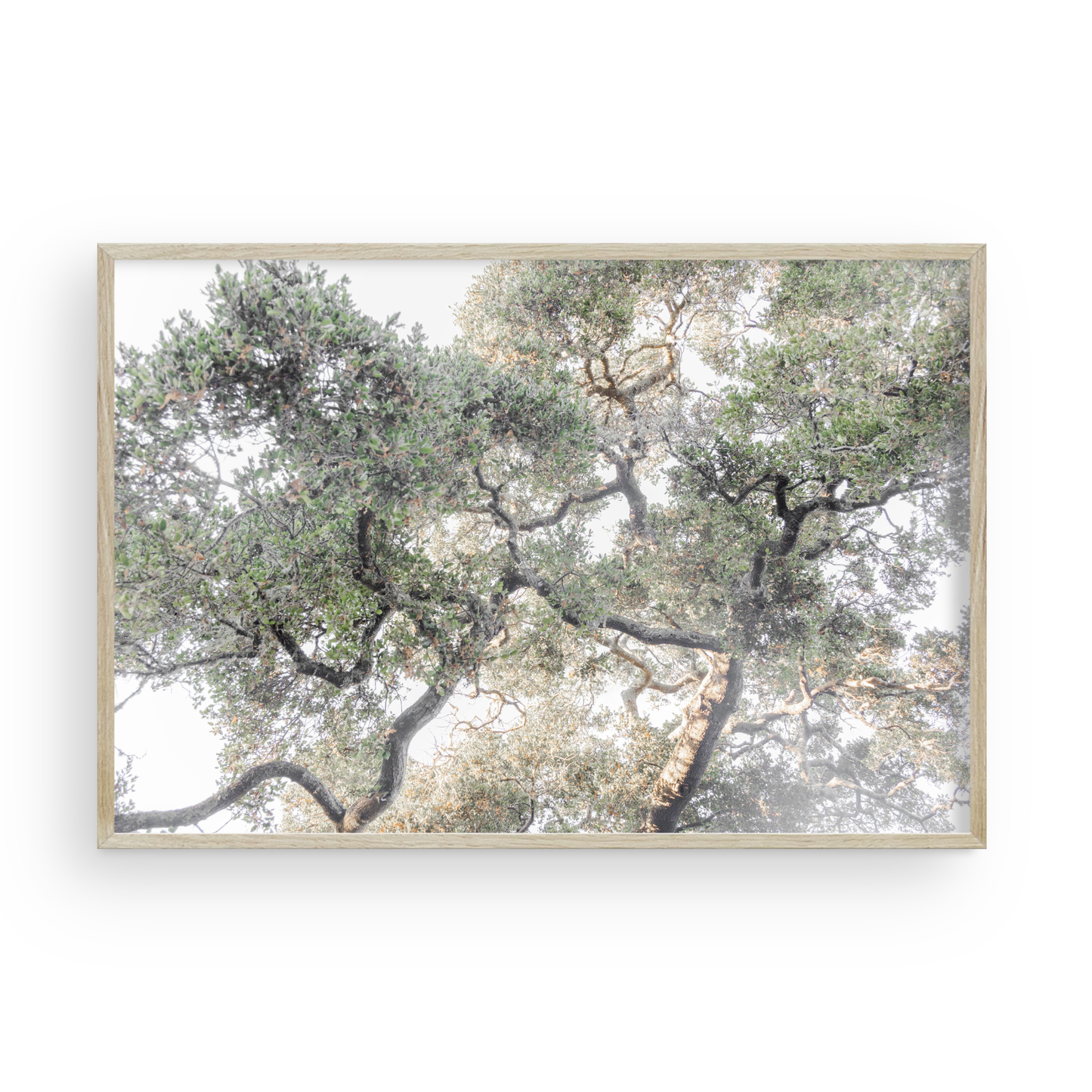 Oak Canopy di Caroline Pacula