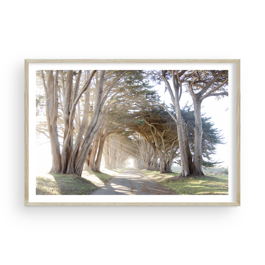 Tunnel di alberi di Point Reyes di Caroline Pacula