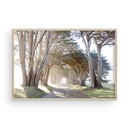 Tunnel di alberi di Point Reyes di Caroline Pacula
