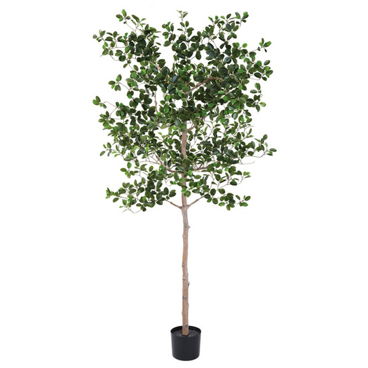 Albero di Ficus Moclame da 6 piedi