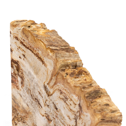 Fermalibri in legno pietrificato Zana
