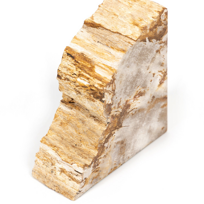 Fermalibri in legno pietrificato Zana