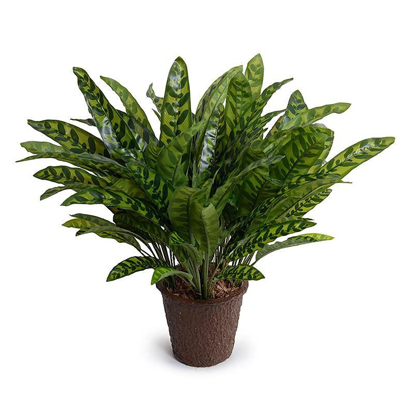 Pianta di Aglaonema 18 
