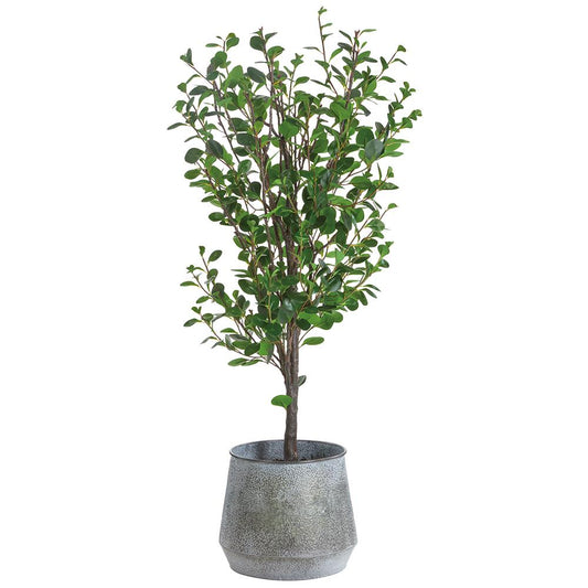 Albero di Cotinus da 6,5'