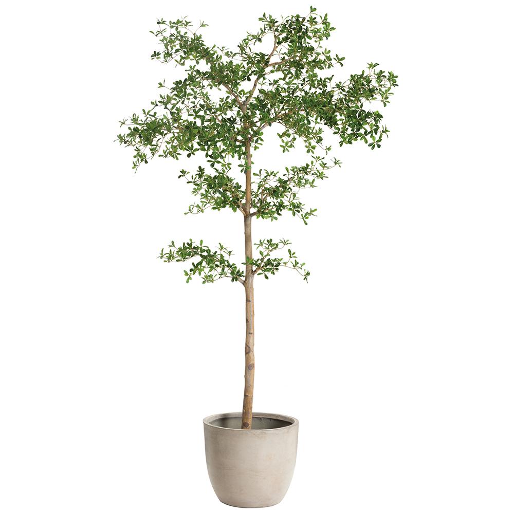 Albero Shady Lady da 8,5 piedi