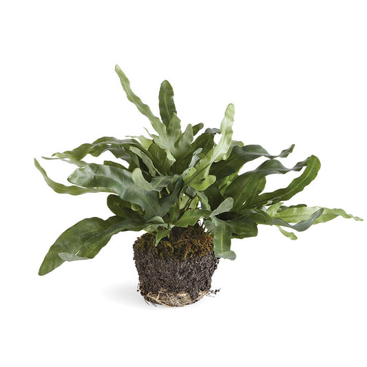 Echeveria Drop-In, grande