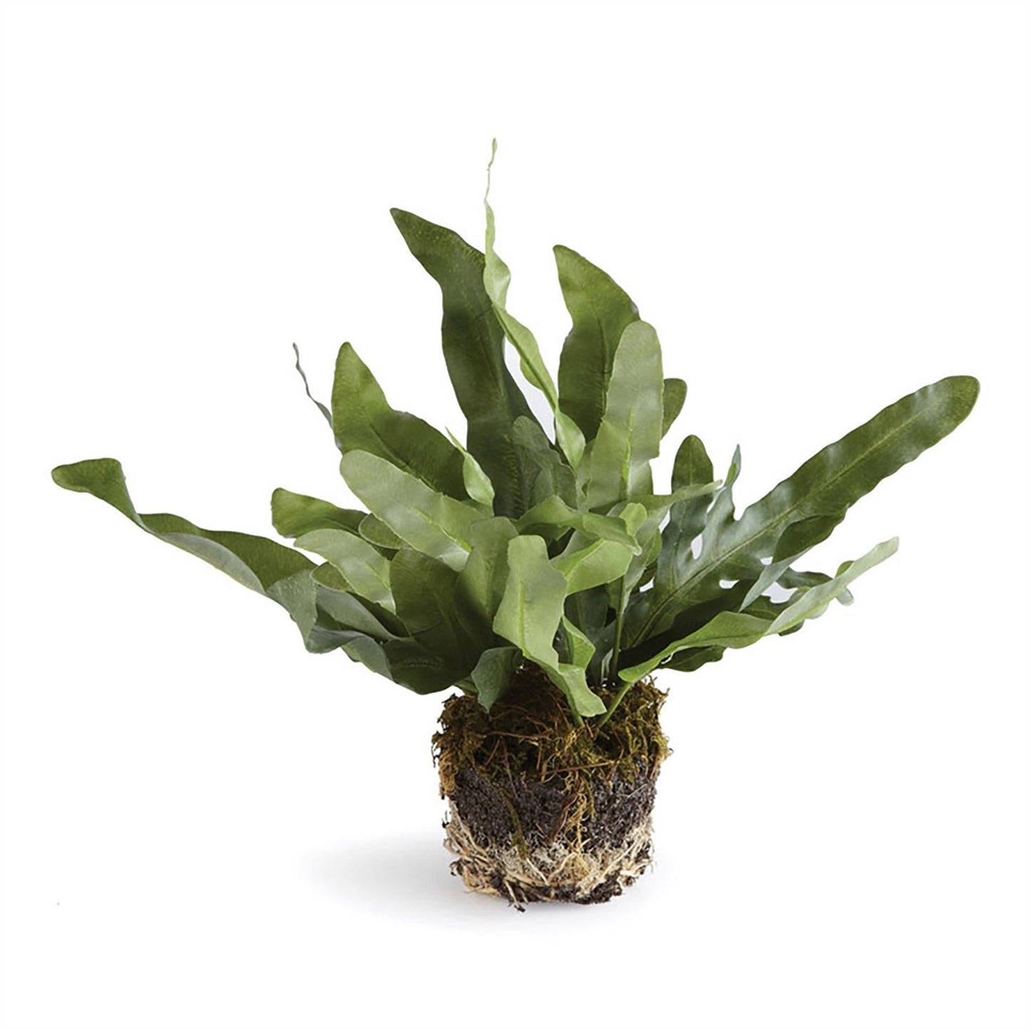 Echeveria Drop-In, piccolo