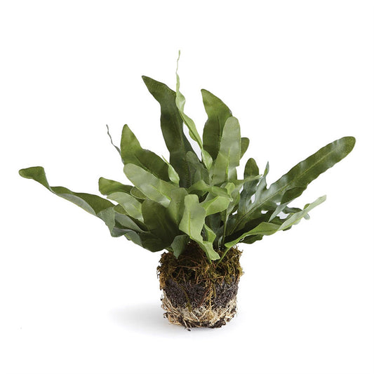 Echeveria Drop-In, piccolo