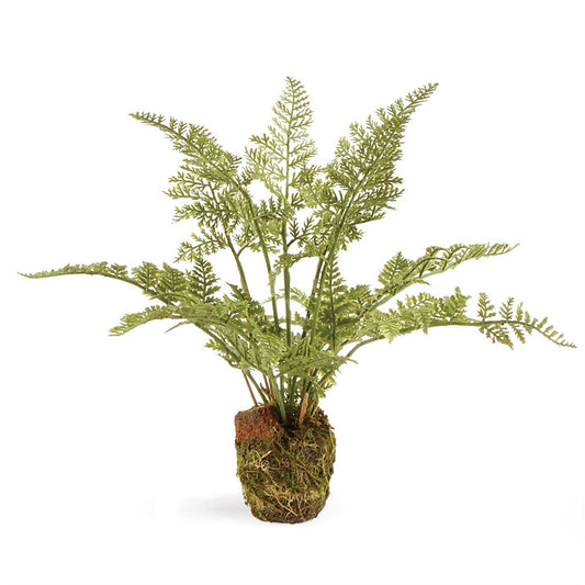Fern Drop-In, piccolo