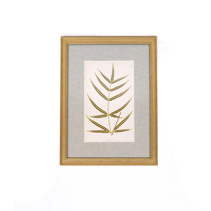 Stampa di felce