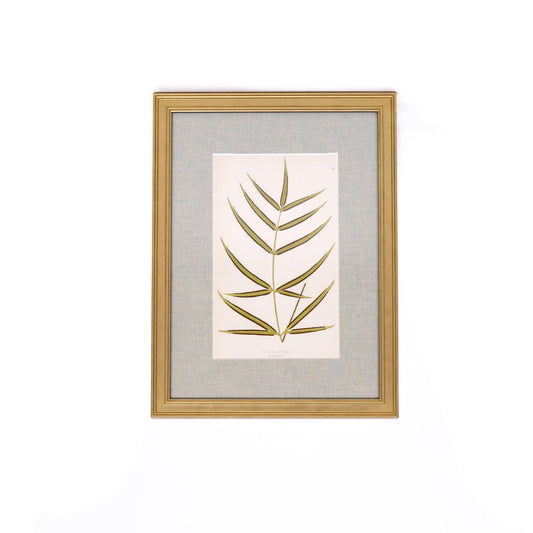 Stampa di felce