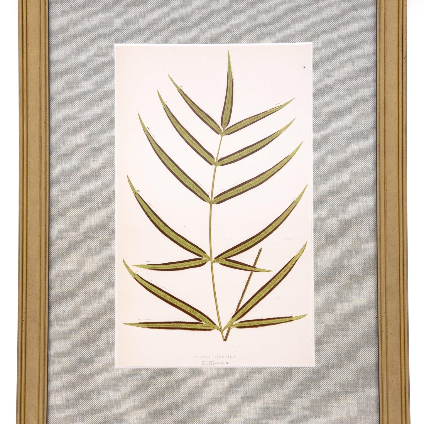 Stampa di felce