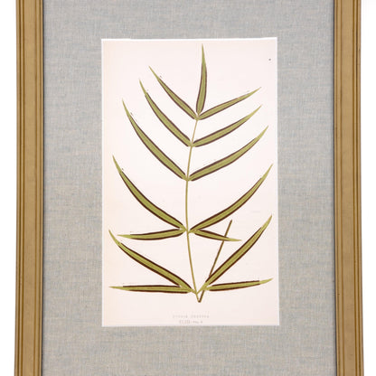 Stampa di felce