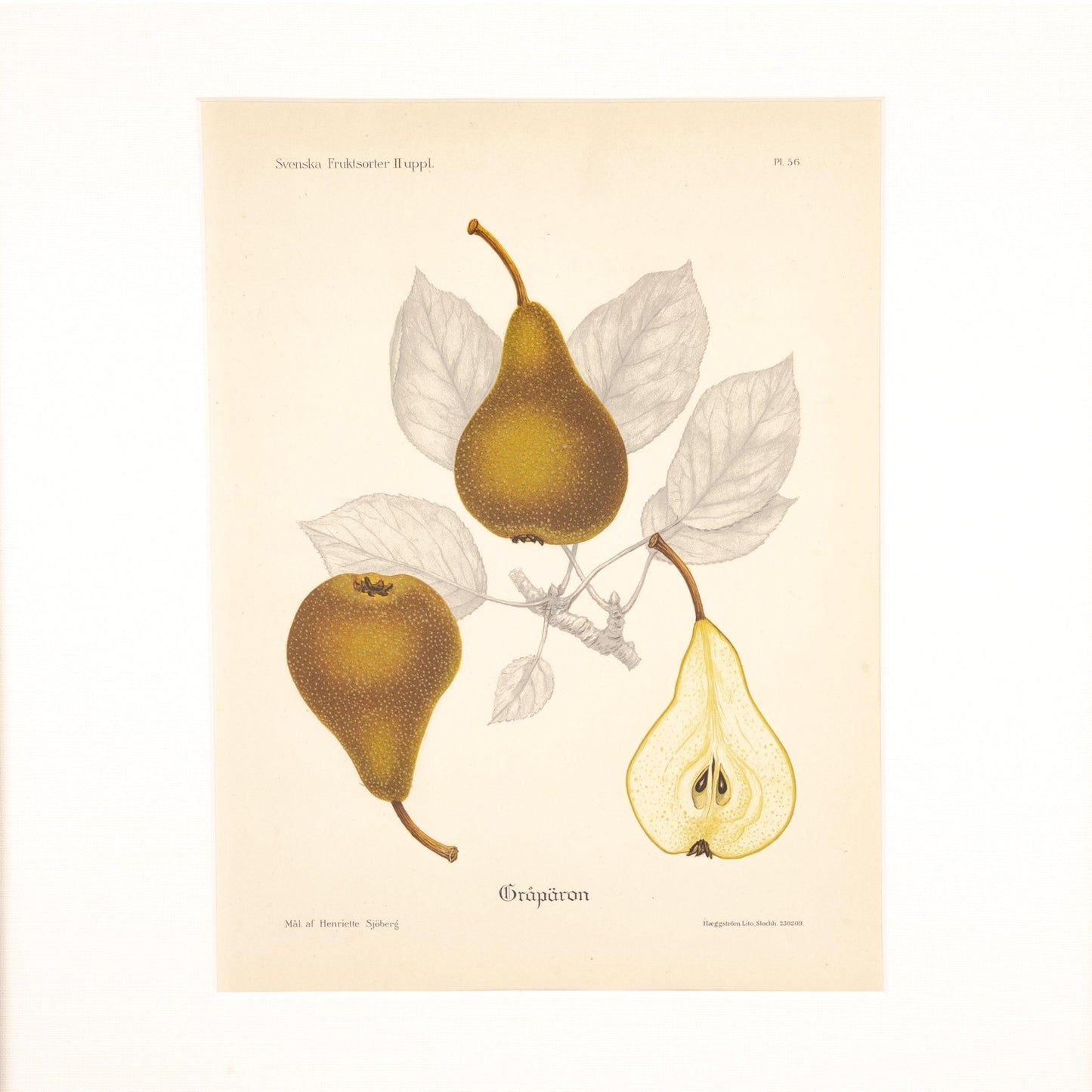 Stampa di frutta