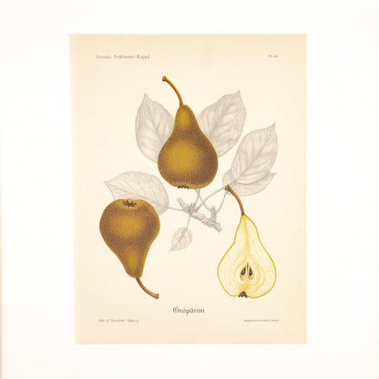 Stampa di frutta