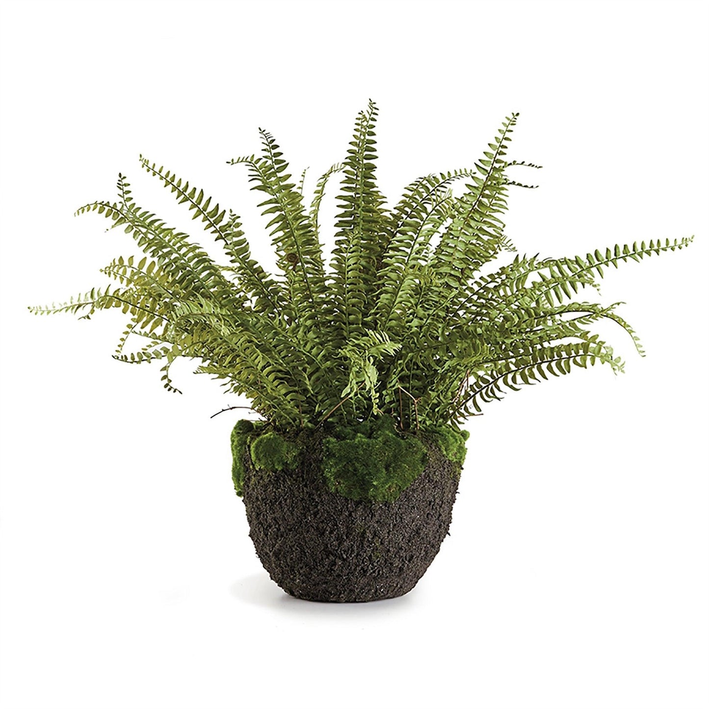 Grand Boston Fern Drop-In 30