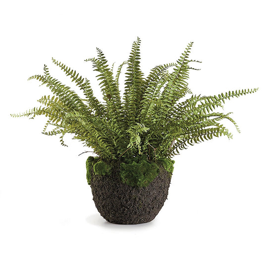 Grand Boston Fern Drop-In 30