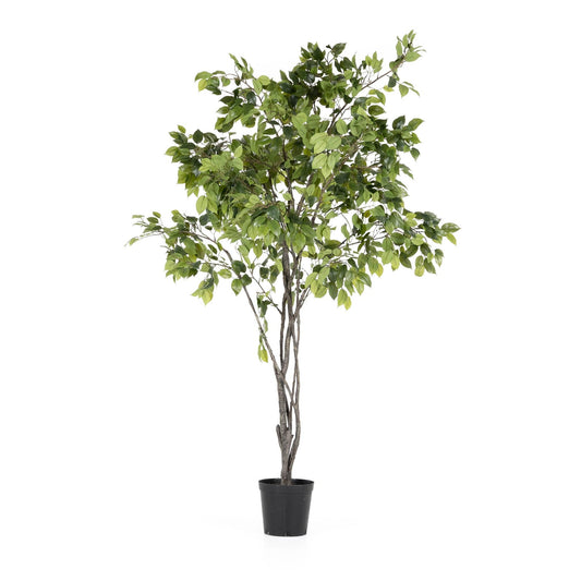 Grande albero di ficus da appendere 8'