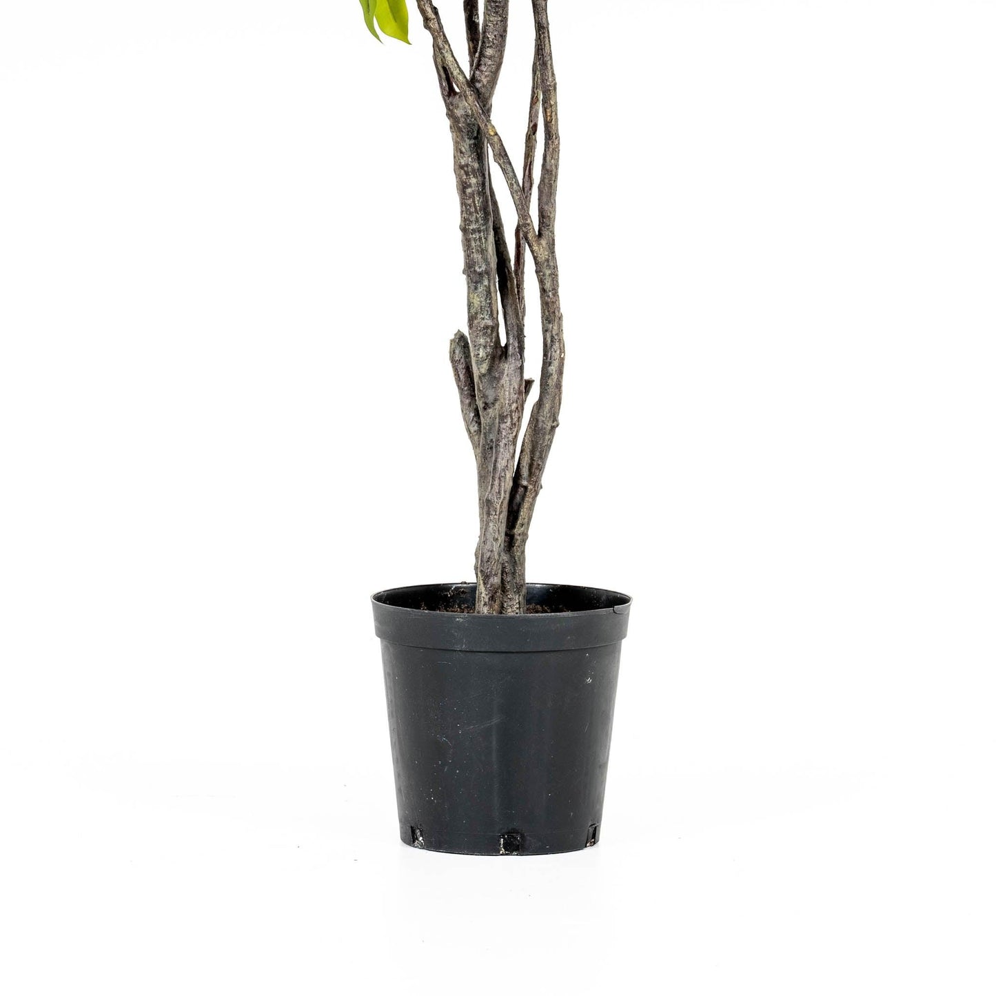 Grande albero di ficus da appendere 8'