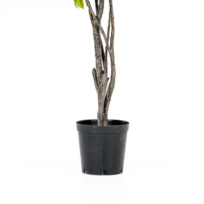 Grande albero di ficus da appendere 8'