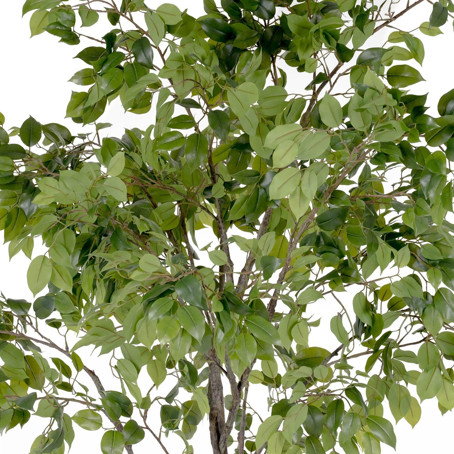 Grande albero di ficus da appendere 8'