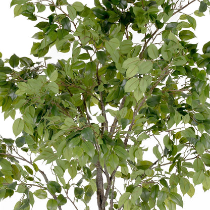 Grande albero di ficus da appendere 8'