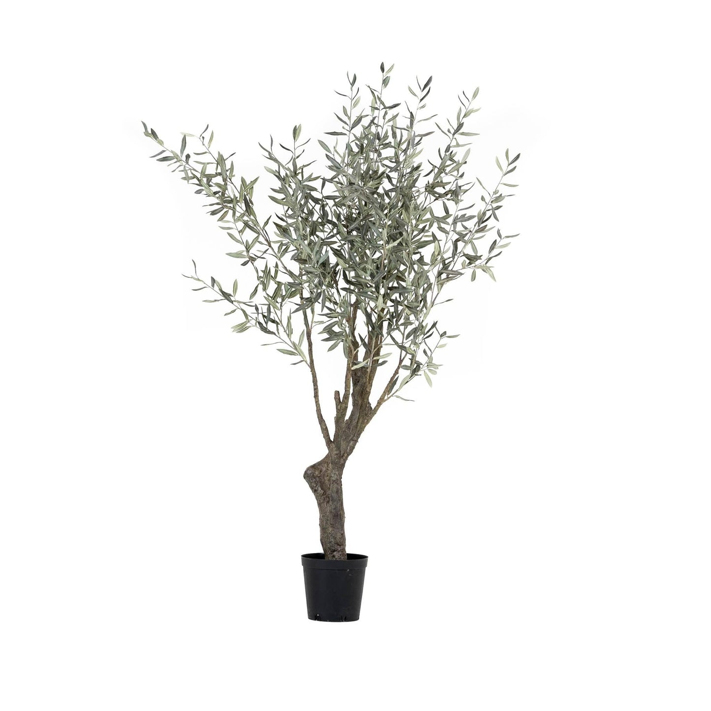 Grand Olive Tree Drop-In 6'6