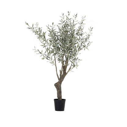 Grand Olive Tree Drop-In 6'6