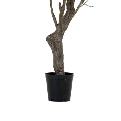 Grand Olive Tree Drop-In 6'6