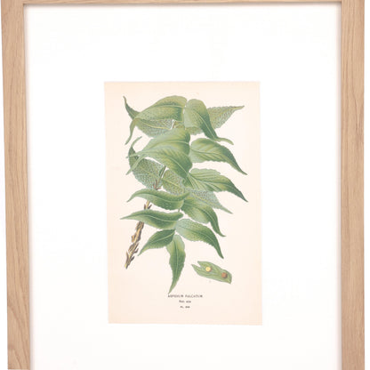 Stampa di agrifoglio e felce